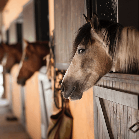 Go horse riding – just a six-minute drive away