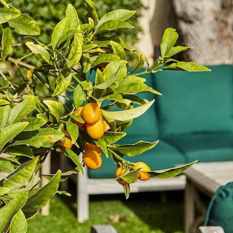 Make some freshly-squeezed juice from the orange trees out back