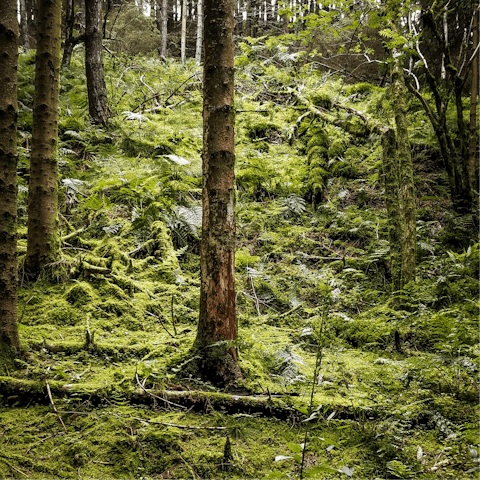 Enjoy an afternoon walk through Willow Woods, a ten-minute stroll away
