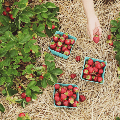 Indulge in strawberry picking – Gower Pick Your Own is fifteen-minutes by car
