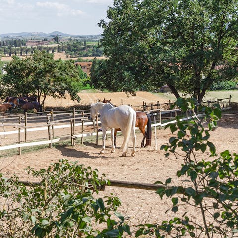 Visit the resident horses – a treat for children and adults alike