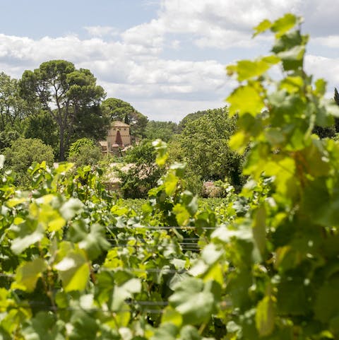 Sip the château's award-winning Picpoul 