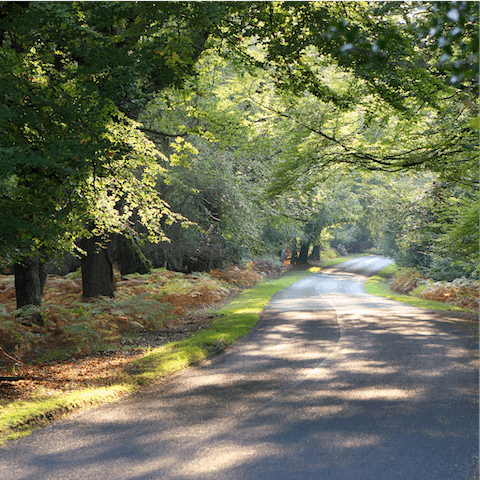 Discover the woodland pastures of the New Forest – just a twenty-five drive away 