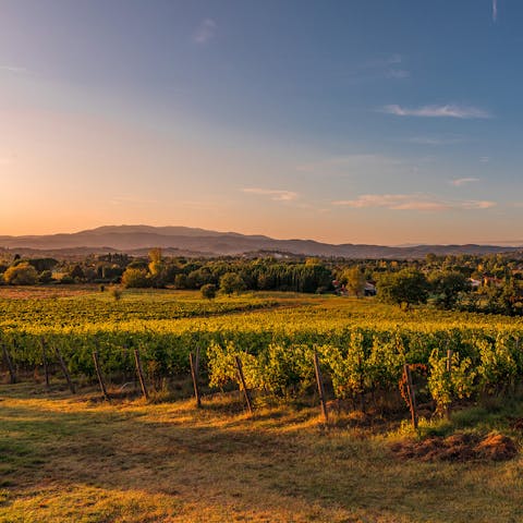 Take a sunset stroll and walk alongside the vineyards