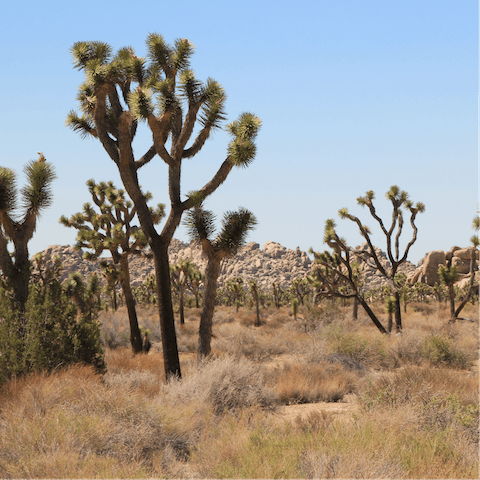 Explore the awe-inspiring scenery of Joshua Tree National Park