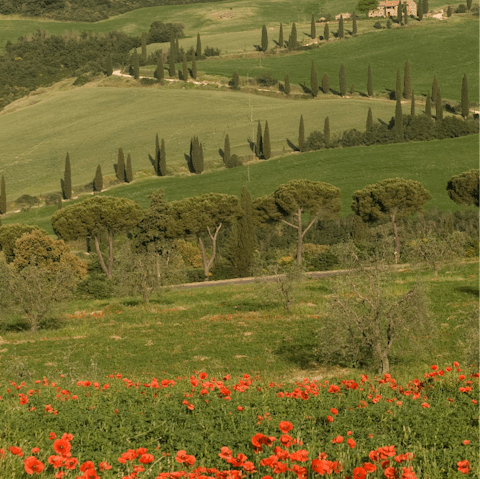 Enjoy a walk through the rolling hills of La Toce, a short drive away