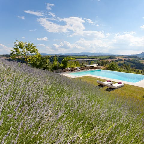 Drink in the aromatic lavender fields 