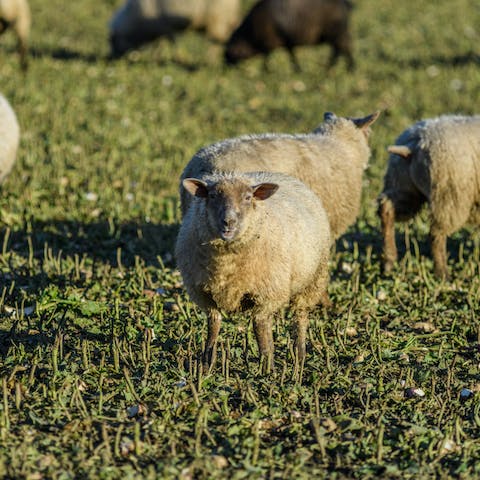 Observe the resident flock of sheep as you sip your afternoon tea