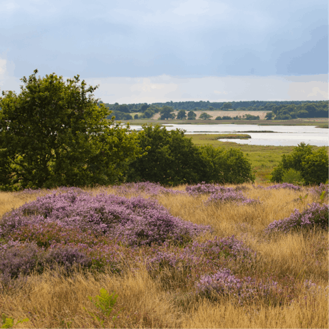 Enjoy surrounding Suffolk Heaths and Constable Country
