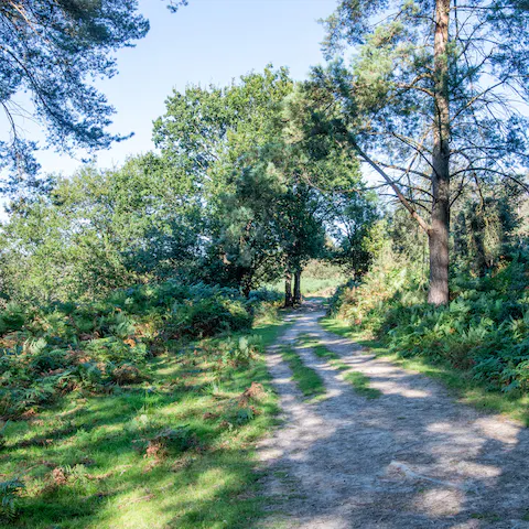 Take the trail through Ashdown Forest, right from your doorstep