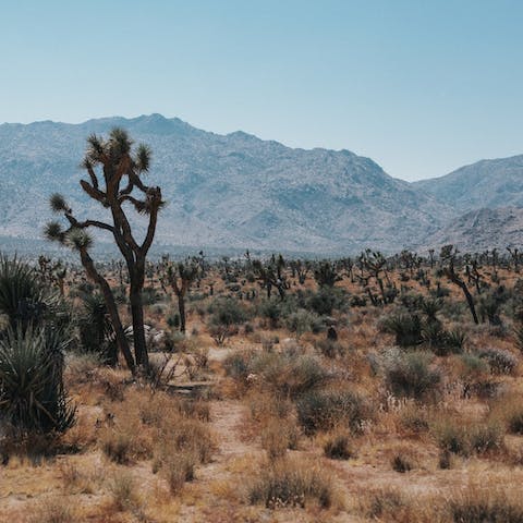 Discover Joshua Tree National Park, with free walk-on access to its trails 