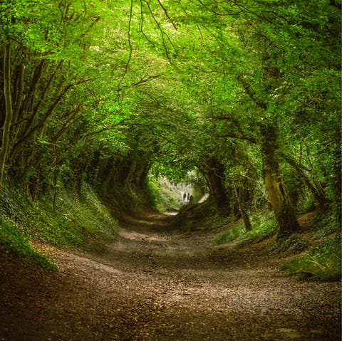 Hike through the idyllic tree tunnels of the South Downs National Park