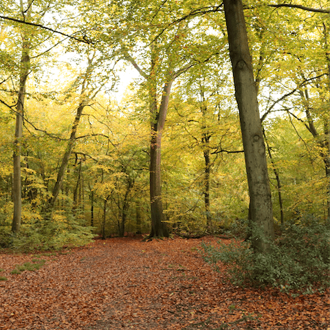 Wander among Burnham's beech trees or get involved in lively local village life