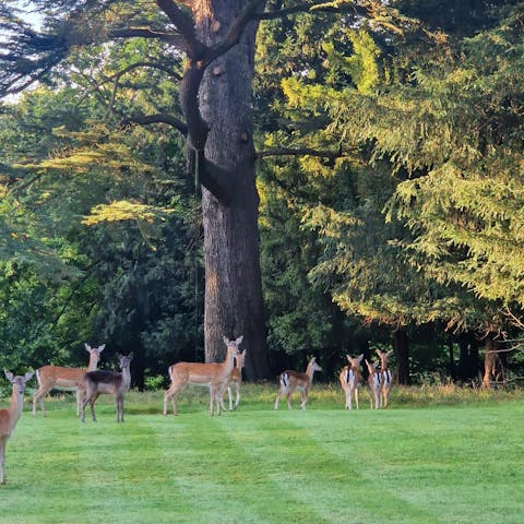 Enjoy endless acres of nature, where wild deer sometimes roam