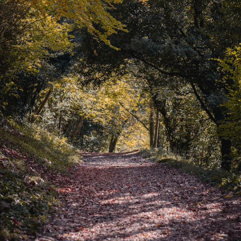 Go for a stroll around the various walking trails of Arundel