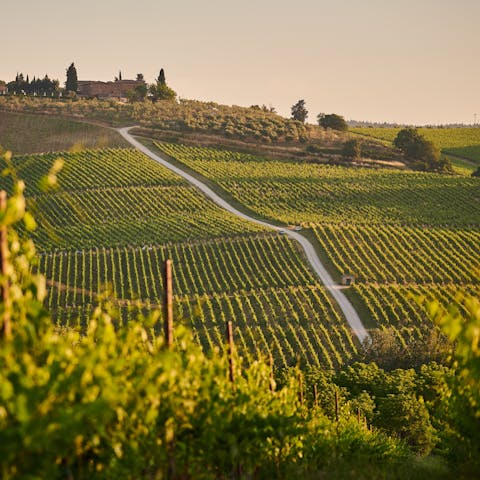 Tour the Tuscan countryside and discover the region's finest wines