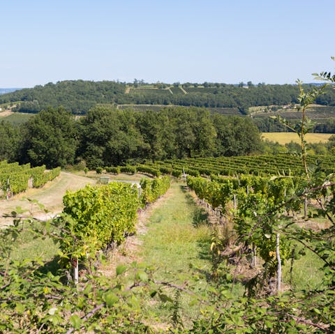 Take a stroll through the vineyards that surround your home
