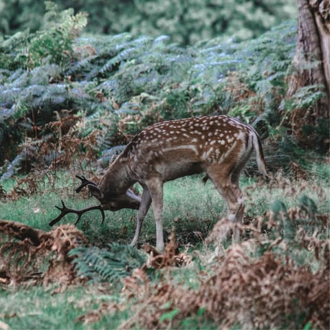 Connect with nature in nearby Richmond Park