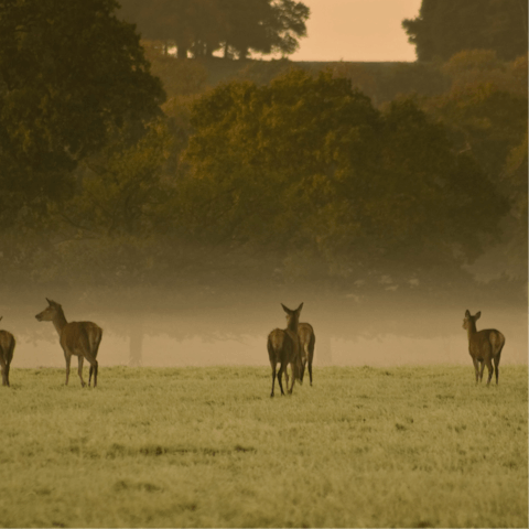 Take a refreshing stroll through Windsor Great Park