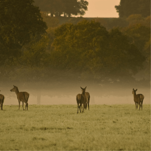 Take a refreshing stroll through Windsor Great Park 