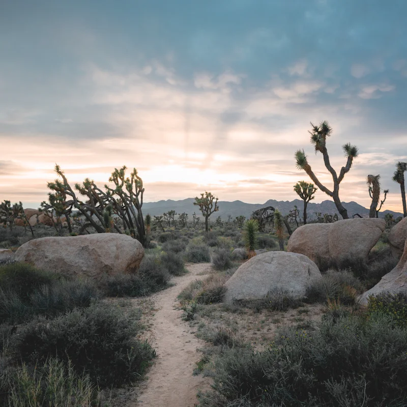 Hike around the magical Joshua Tree National Park (a twenty-eight-minute drive)