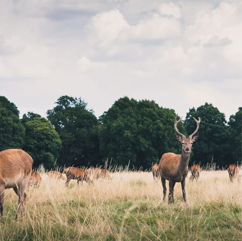 Enjoy tranquil walks through Richmond Park, just a short drive from your home