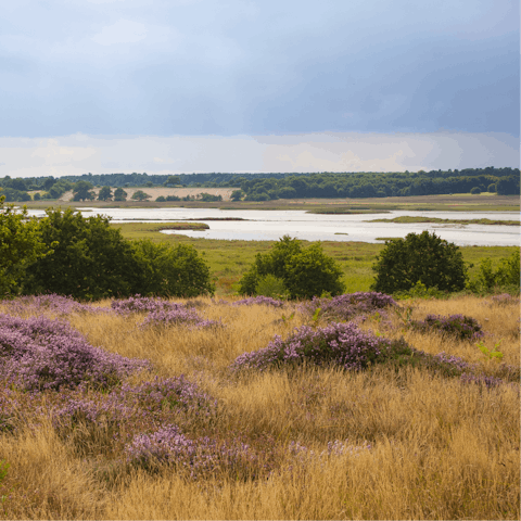 Explore surrounding Suffolk's unusual and beautiful heathlands
