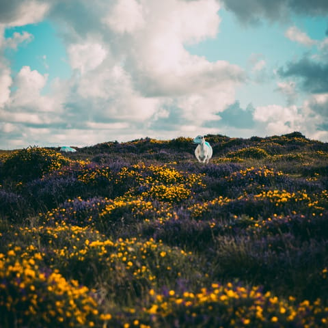 Head inland for a hike through the Preseli Hills, 20 miles away