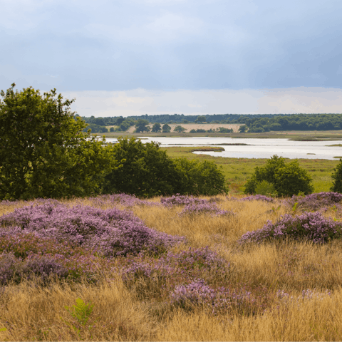 Go for long walks across Suffolk's heathland