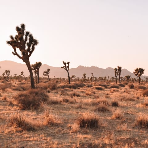 Explore the arid desert landscapes of Joshua Tree National Park