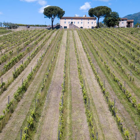 Stay amidst the rural rolling hills of Capannori on an estate with its own vineyard