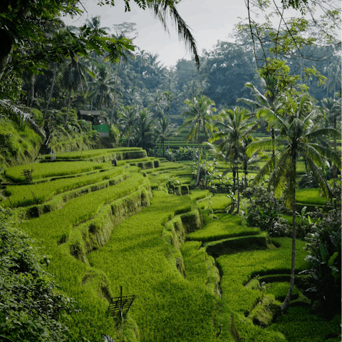 Admire the emerald green rice terraces surrounding the villa