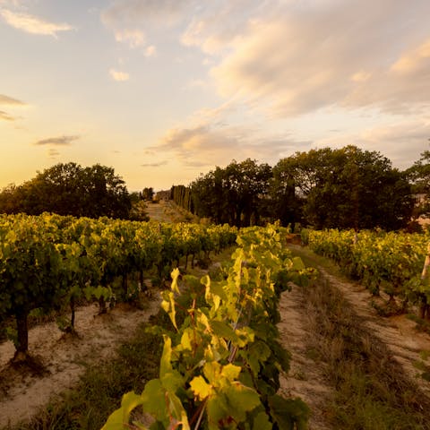 Relish the stunning views of the vineyards on your doorstep 