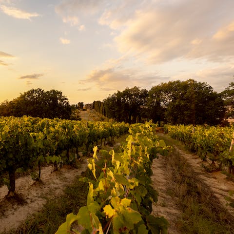Relish the stunning views of the vineyards on your doorstep