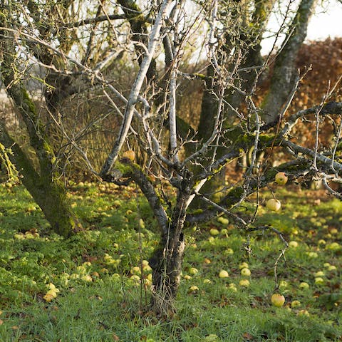 Keep an eye out for deer and pine martens visiting the orchard