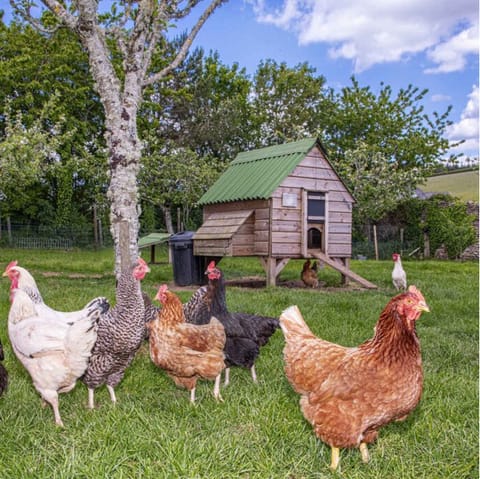 Visit the chickens and collect some freshly laid eggs