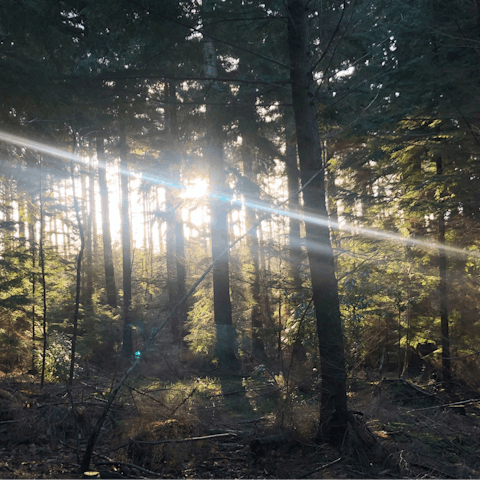 Spend an afternoon following woodland trails through the countryside