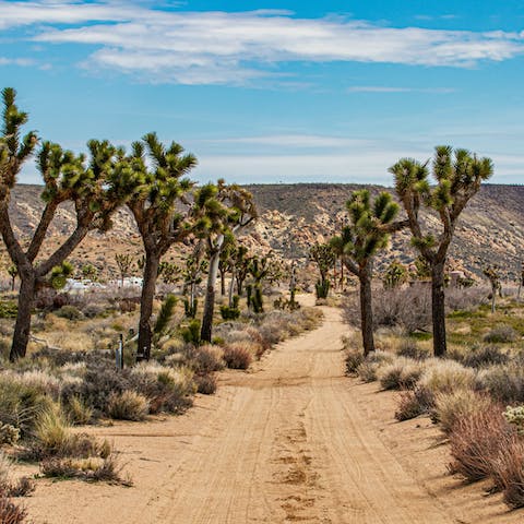 Just a half-hour drive to the entrance of Joshua Tree National Park