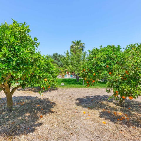 Guests loved the beautiful garden with its orange and lemon trees, and many different seating areas.