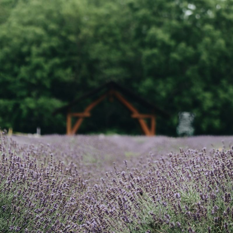 Soothe your mind, body, and soul at Lavender By The Bay in East Marion, a three-minute drive away