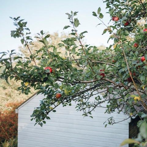 Pick fresh apples from the trees in the garden