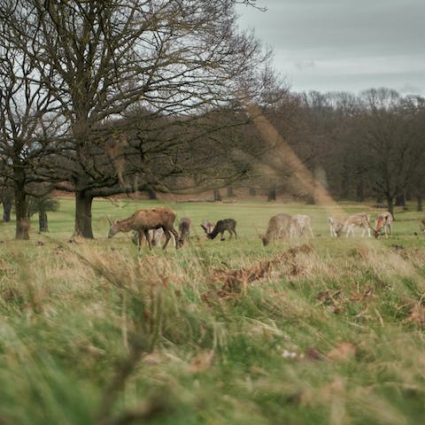 Stay in Surrey, a sixteen-minute drive from Richmond Park