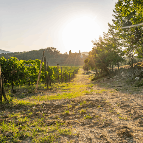 Wander through the local olive groves and vineyards