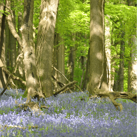 Embark on a meandering walk through the bluebell forests of the Wye Valley