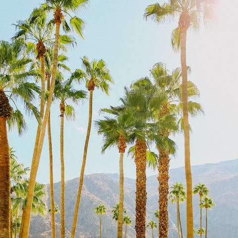 Explore Palm Springs, where you'll find a mix of city life and outdoor, adventurous pursuits