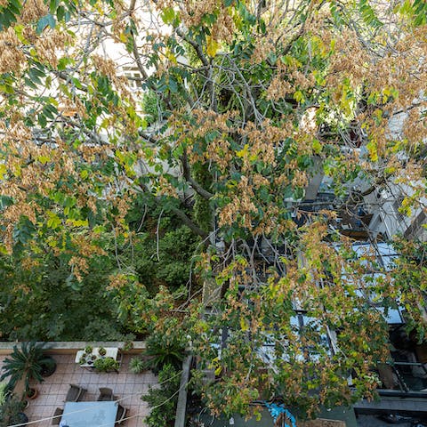 Look out over the trees and terraces from your apartment