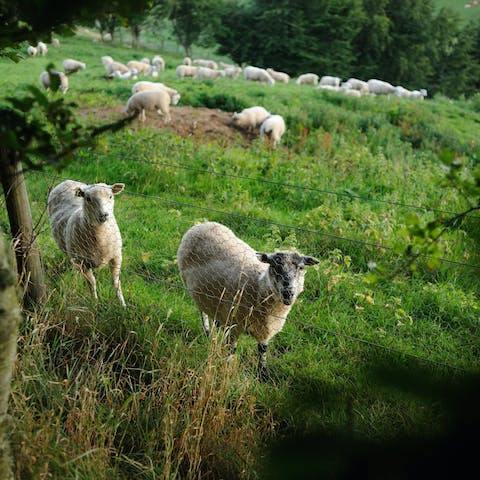 Explore the working farm and get to know the local residents