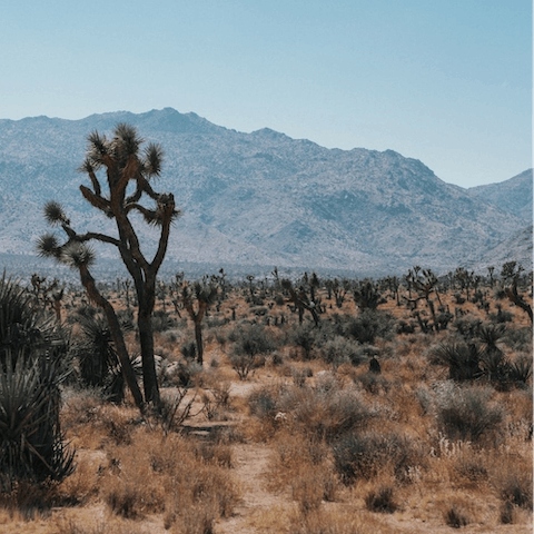 Hike the many trails of Joshua Tree National Park – just a ten-minute drive from your door