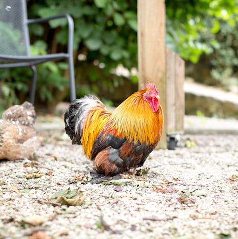 Befriend your farm animal neighbours