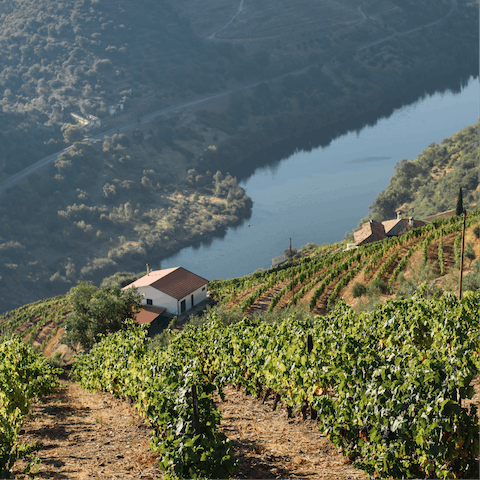 Discover the majestic beauty of rural living in the Douro Valley